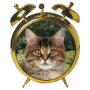 Cat O'Clock - the fun alarm clock for cat lovers everywhere